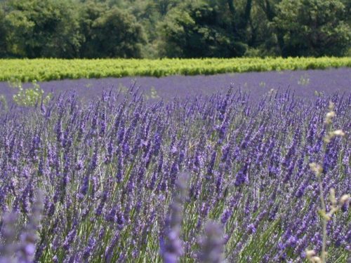 Persona e benessere  110513-500x375 Attività antimicotica in vitro degli oli essenziali di lavanda e lavandino