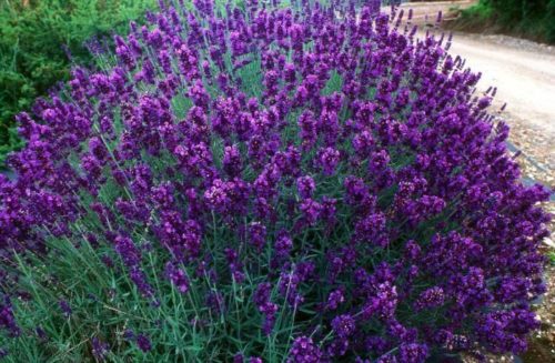 Persona e benessere  lavandula__Hidcote-500x327 Attività antimicotica in vitro degli oli essenziali di lavanda e lavandino