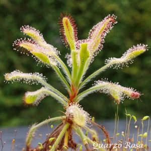  drosera-01-1-300x300 Cart