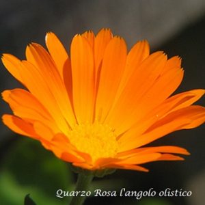  e-i-e-calendula-300x300 Cart