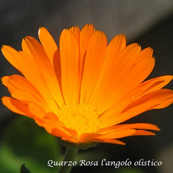  e-i-e-calendula Cart